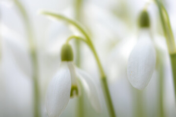 White flower, snowdrops in winter, white in white, Galanthus