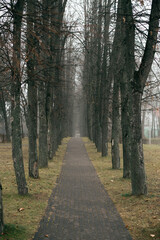 foggy alley in the park