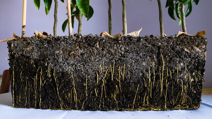 Ground Tissue: Functions and Systems.
Reproductive system of a plant. Plant root in a pot.