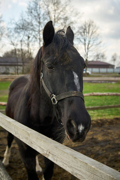 Vertical portrait photo of a black horse with a white spot on its nose on a farm