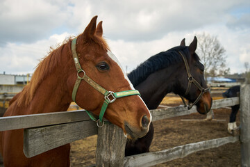 Obraz premium Portrait of two heads of black and brown horses on a farm behind a fence on a sky background