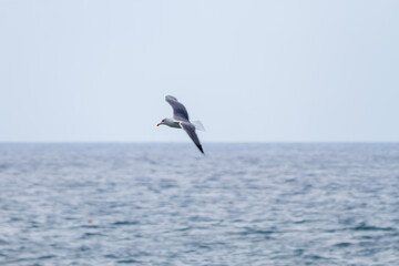 Fototapeta na wymiar Sea gull in full flight over the ocean on a sunny day. Clear sky Tenerife, Canary Islands, Spain
