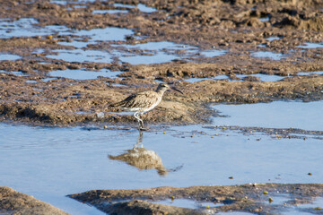 Curlew seabird, Numenius phaeopus, foraging among the puddles on the shore of a brown rock beach.  Tenerife, Canary Islands, Spain