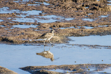 Curlew seabird, Numenius phaeopus, foraging among the puddles on the shore of a brown rock beach. ...