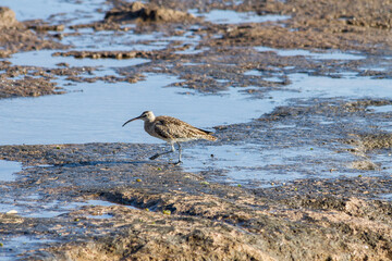 Curlew seabird, Numenius phaeopus, foraging among the puddles on the shore of a brown rock beach.  Tenerife, Canary Islands, Spain