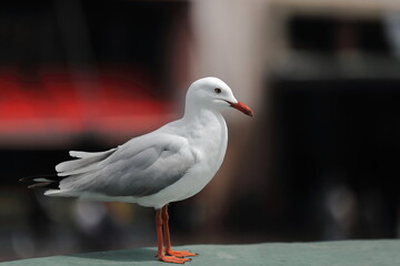 Profile perched silver gull on the railing of a wharf of the Circular Quay. Sydney-Australia-486