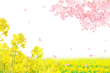 菜の花と美しく華やかな花びら舞い散る春の桜の白バックフレーム背景素材