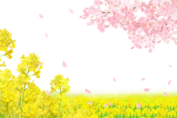Fototapeten 菜の花と美しく華やかな花びら舞い散る春の桜の白バックフレーム背景素材 © Merci