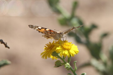 butterfly on flower