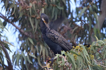 vulture in the tree