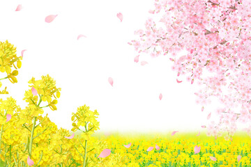 菜の花と美しく華やかな花びら舞い散る春の桜の白バックフレーム背景素材 © MerciArtworks