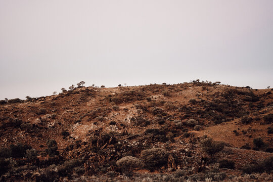 Arid bush of Broken Hill