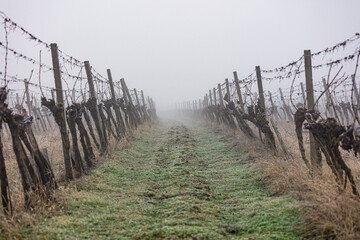 misty vineyards in winter time