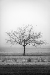 tree in the mist 