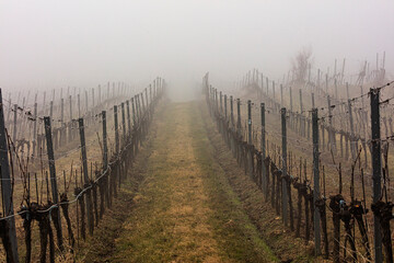 Fototapeta na wymiar winter vineyards in the mist