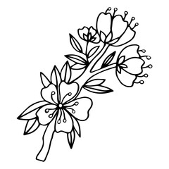 Flower art line. Sakura or Apple blossoms in vector isolated on white background. Spring flowers drawn in black and white line. Icon or symbol of spring and flowers.Doodle outline. Sketch.