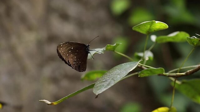 Closeup of beautiful batterfly flying around