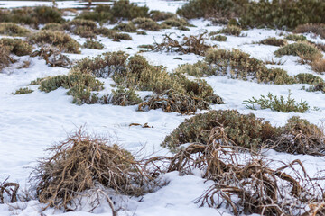 Snowy Teide National Park, with broom and other native plants of the area, at sunset. Volcanic rocks and mountain range in the background. Clear sky in the landscape Tenerife, Canary Islands, Spain.