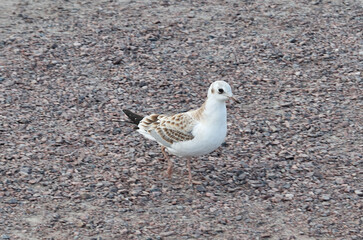Close-up of a seagull perched on a stone beach