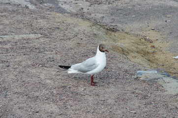 Close-up of a seagull perched on a stone beach
