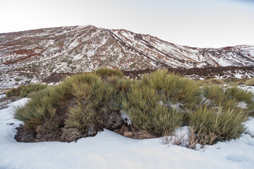 Snowy Teide National Park, with broom and other native plants of the area, at sunset. Volcanic...