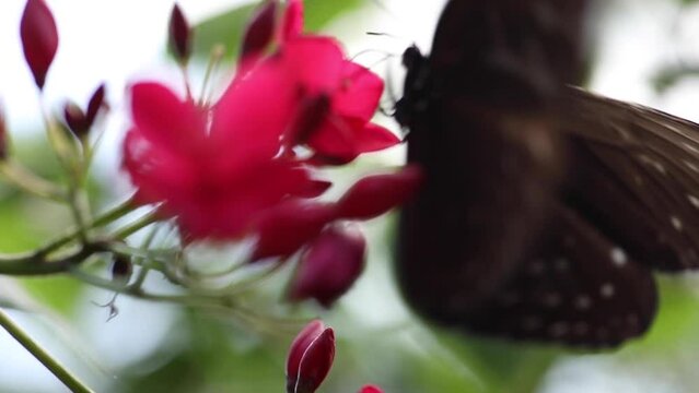 Closeup of beautiful batterfly flying around