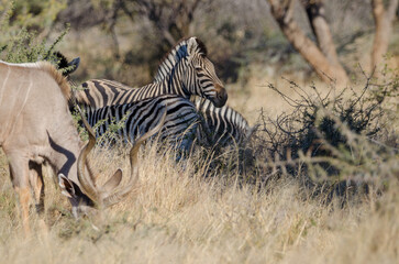 okonjima Südafrika