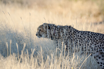 okonjima Südafrika