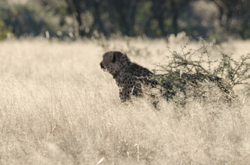 okonjima Südafrika