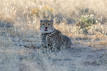 okonjima Südafrika