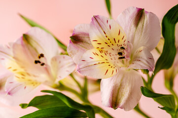 Alstroemeria pink flowers. Abstract, floral greeting card. Feminine or Mother's Day celebrating.