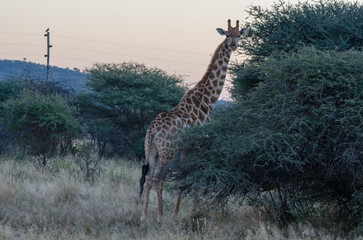 okonjima Südafrika