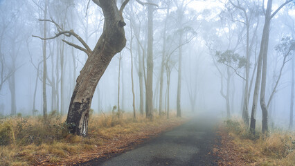 Foggy mogning in the woods of Gibraltar Range, NSW, Australia