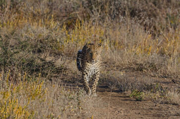 okonjima Südafrika
