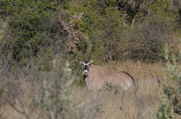 okonjima Südafrika