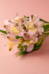 Alstroemeria flowers. Abstract, floral greeting card. Feminine or Mother's Day celebrating.
