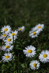 Fototapeta premium Wild daisy flowers in green grass close up