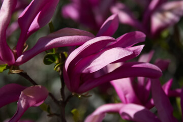 Pink buds of blooming magnolia on the branches close-up