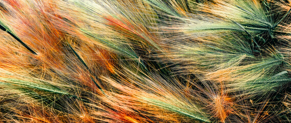 Obraz premium wheat in the wind