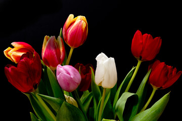 Multi-coloured tulips against a dark background