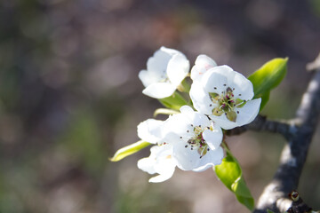 Flowers of a blossoming pear tree branch close-up