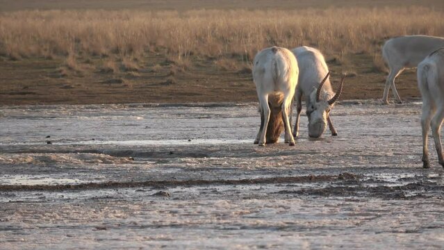 Kalmykia, reserve "Chernye zemli". Fight between saiga males.