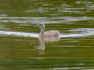 Great Crested Grebe Juvenile Swimming