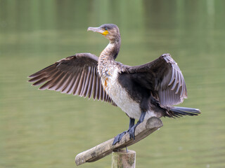 Cormorant Perched on Post Cleaning