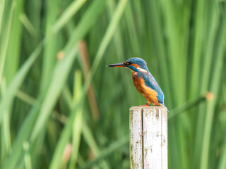 Kingfisher Perched on a Post