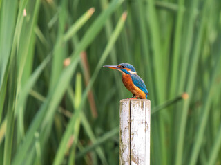 Kingfisher Perched on a Post