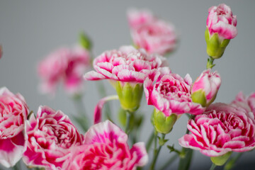 Pink carnations close-up on a gray background