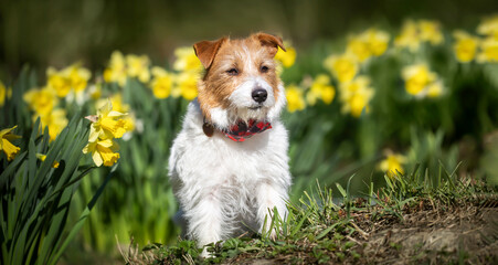 Happy cute pet dog sitting in easter daffodil flowers. Spring forward, springtime banner, background.