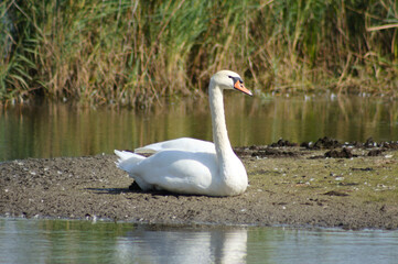 Closeup of white swan sitting on a strip of land on the lake