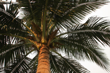 Obraz premium Coconut tree